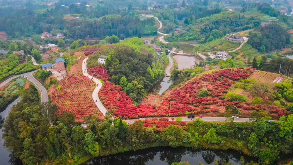 四川：自貢市貢井區(qū)首屆紅葉文化旅游活動將于23日舉辦，五大系列推動文旅產(chǎn)業(yè)發(fā)展！